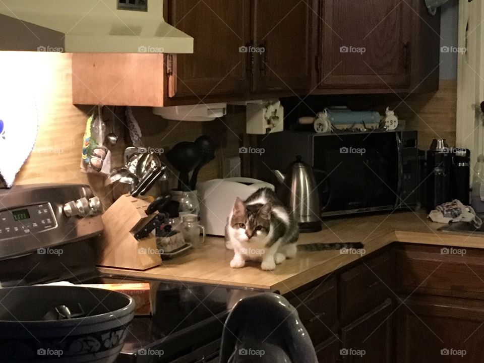 Bad cat on the counter 