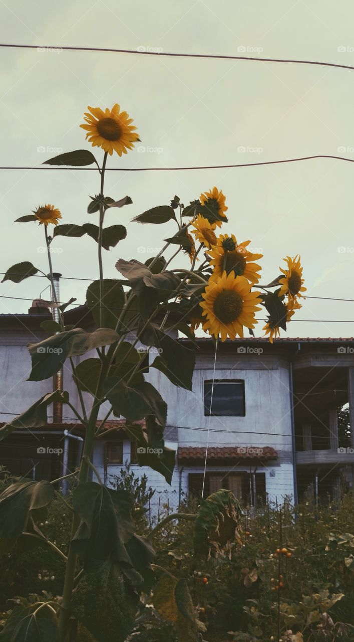 Sunflowers