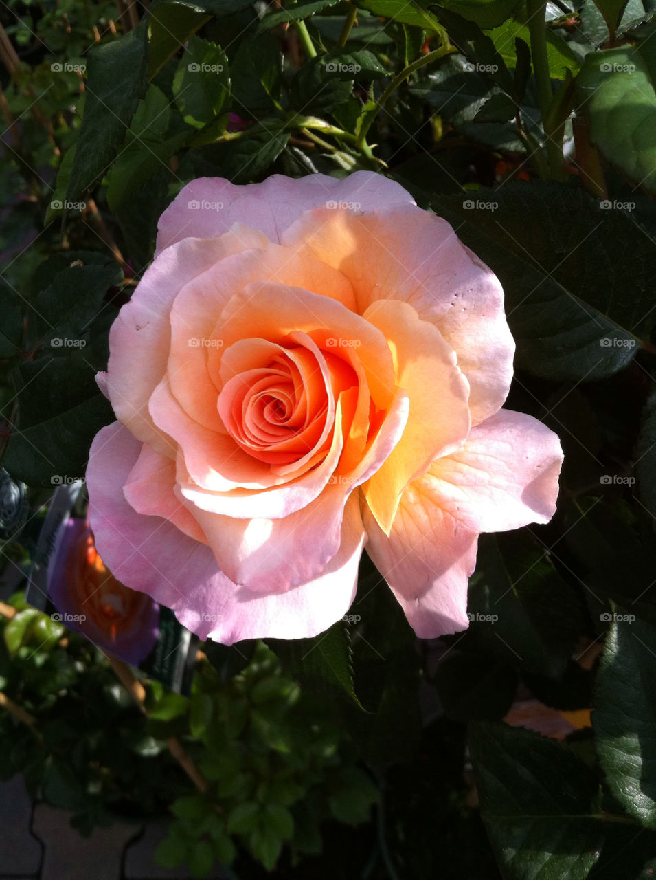 flower rose blume by Muehlhausen
