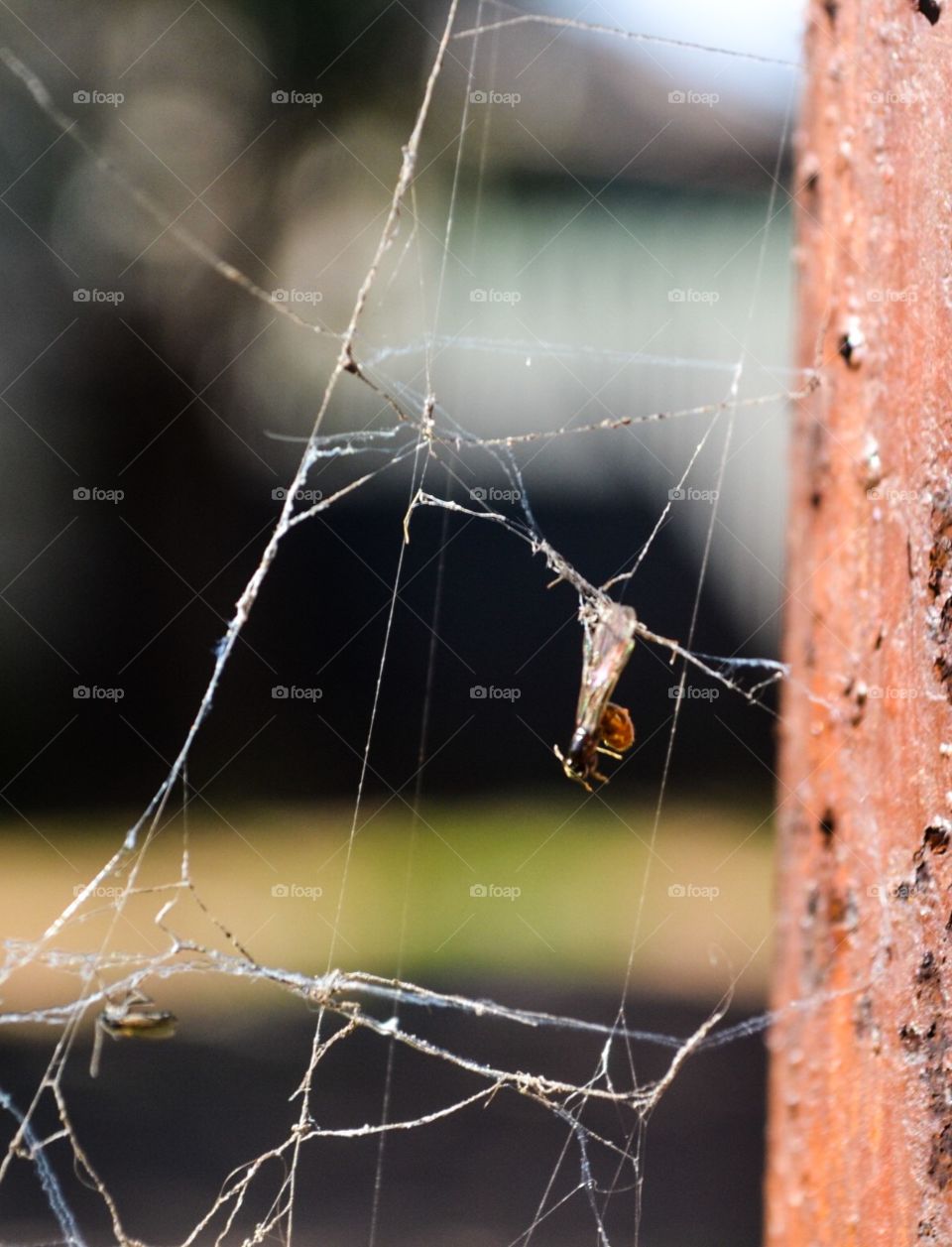 Flying ant caught in a spider web