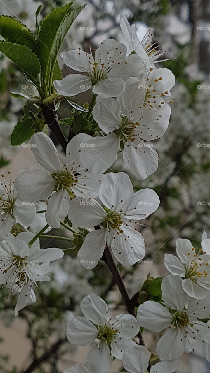 white cherry blossom closeup