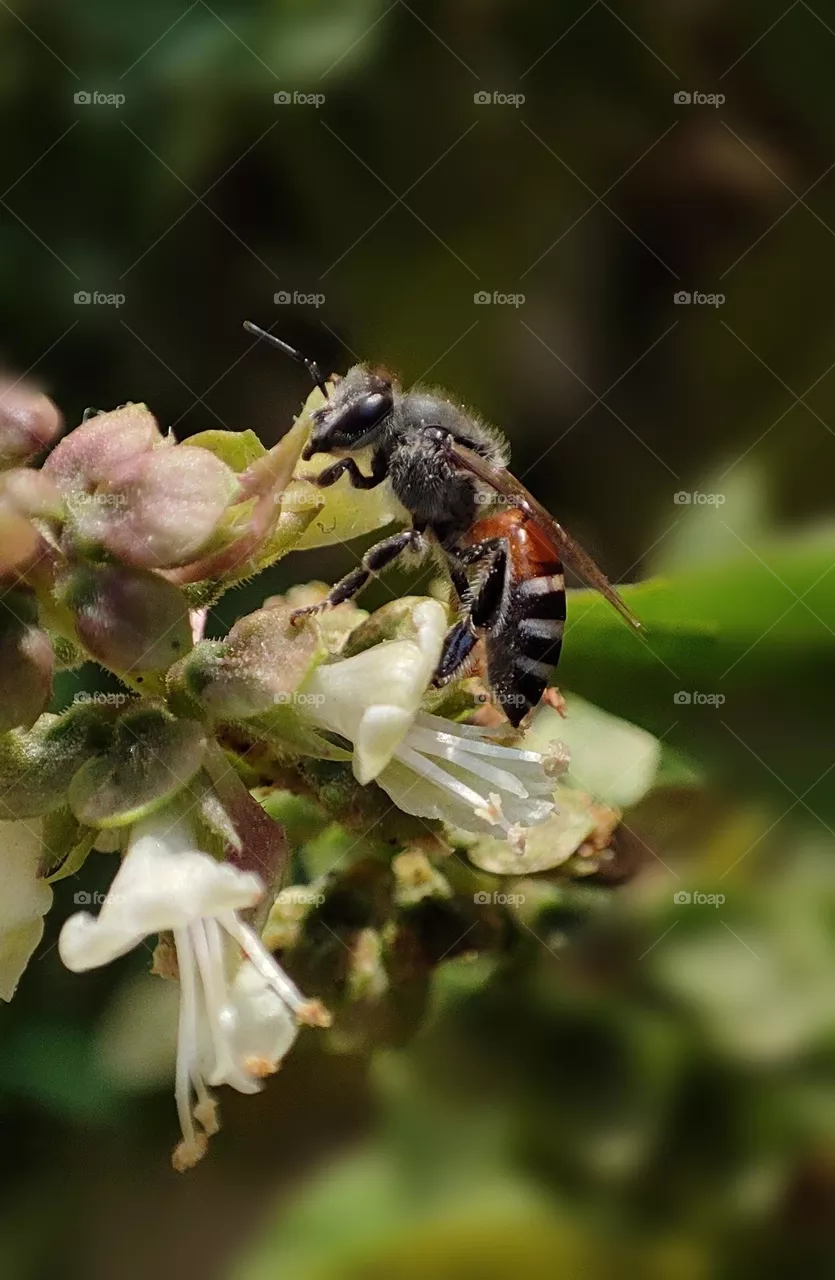 Honey bee micro photo