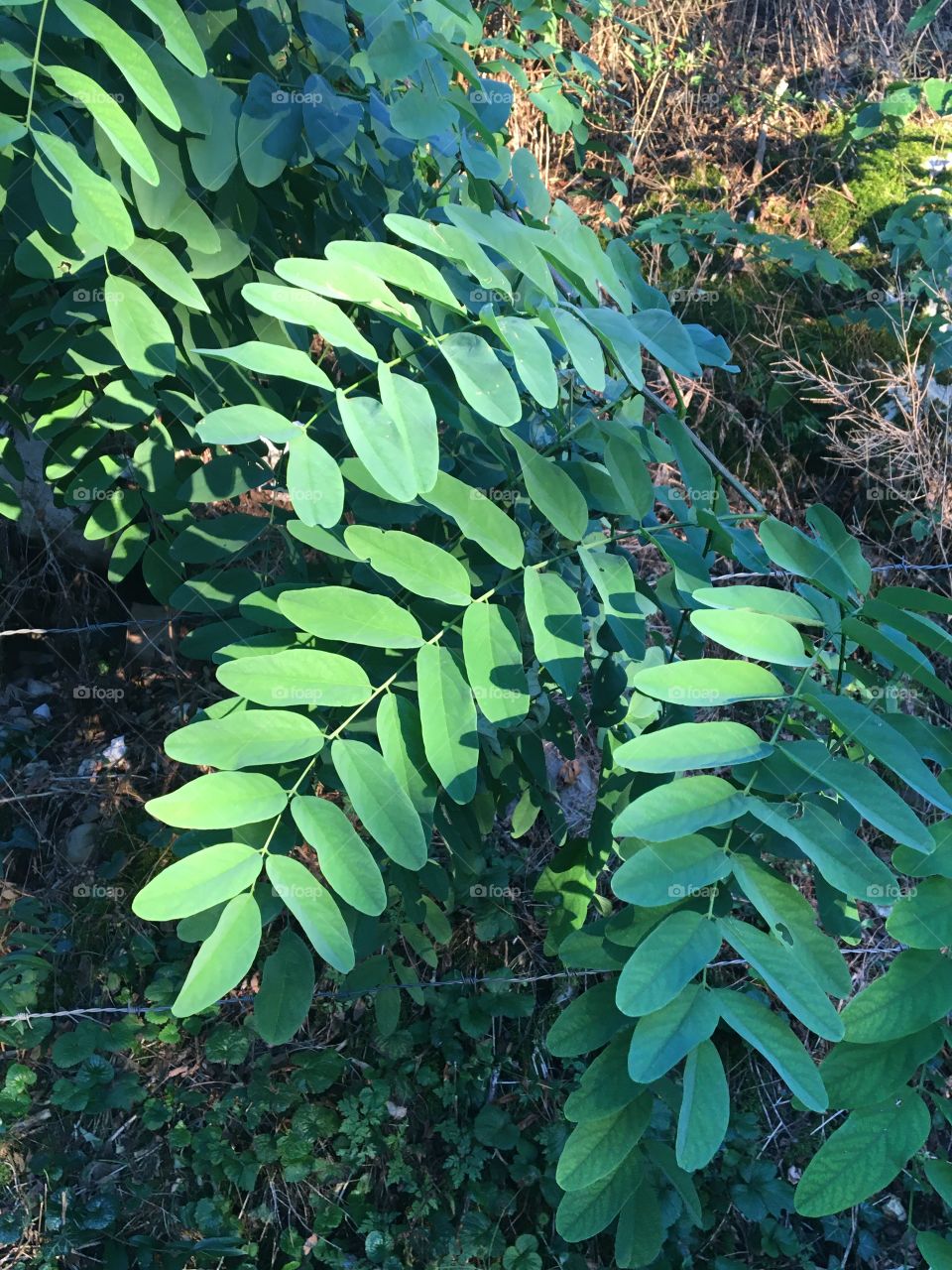 Acacia’s leaves in evening summer light