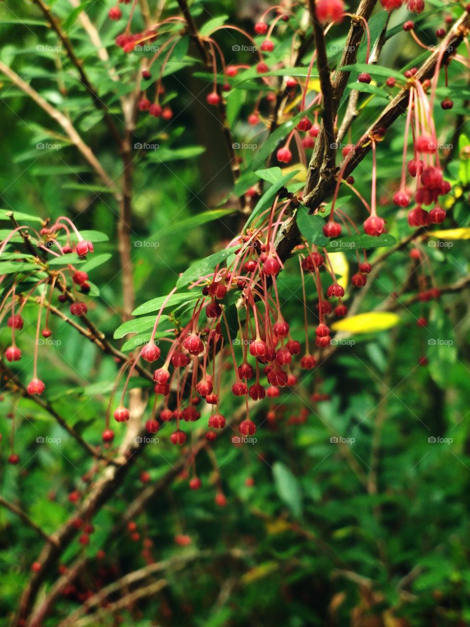 small flowers