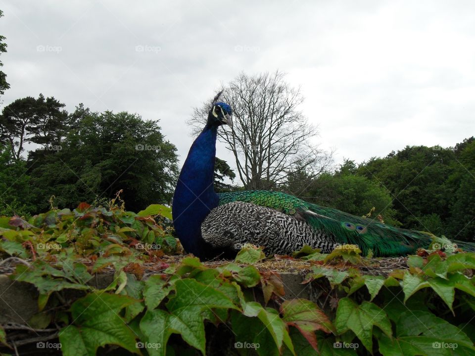 Peacock in the leaves