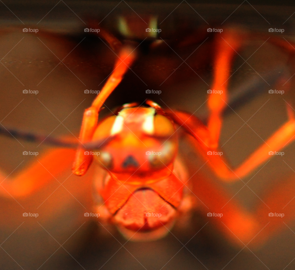 macro closeup insect reflection by lightanddrawing