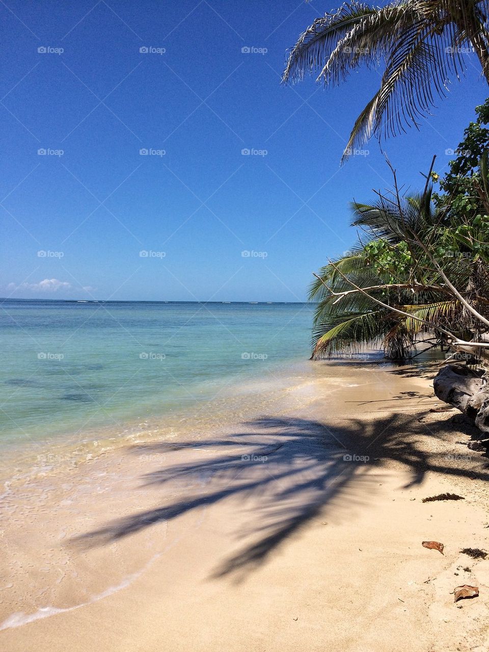 Palm shadows on beach