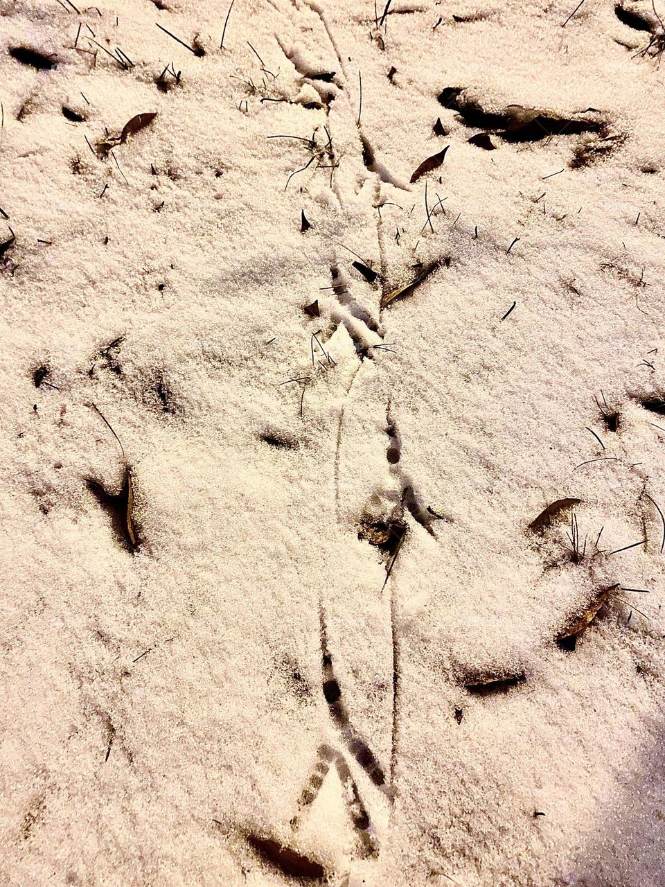 Crow tracks in the snow