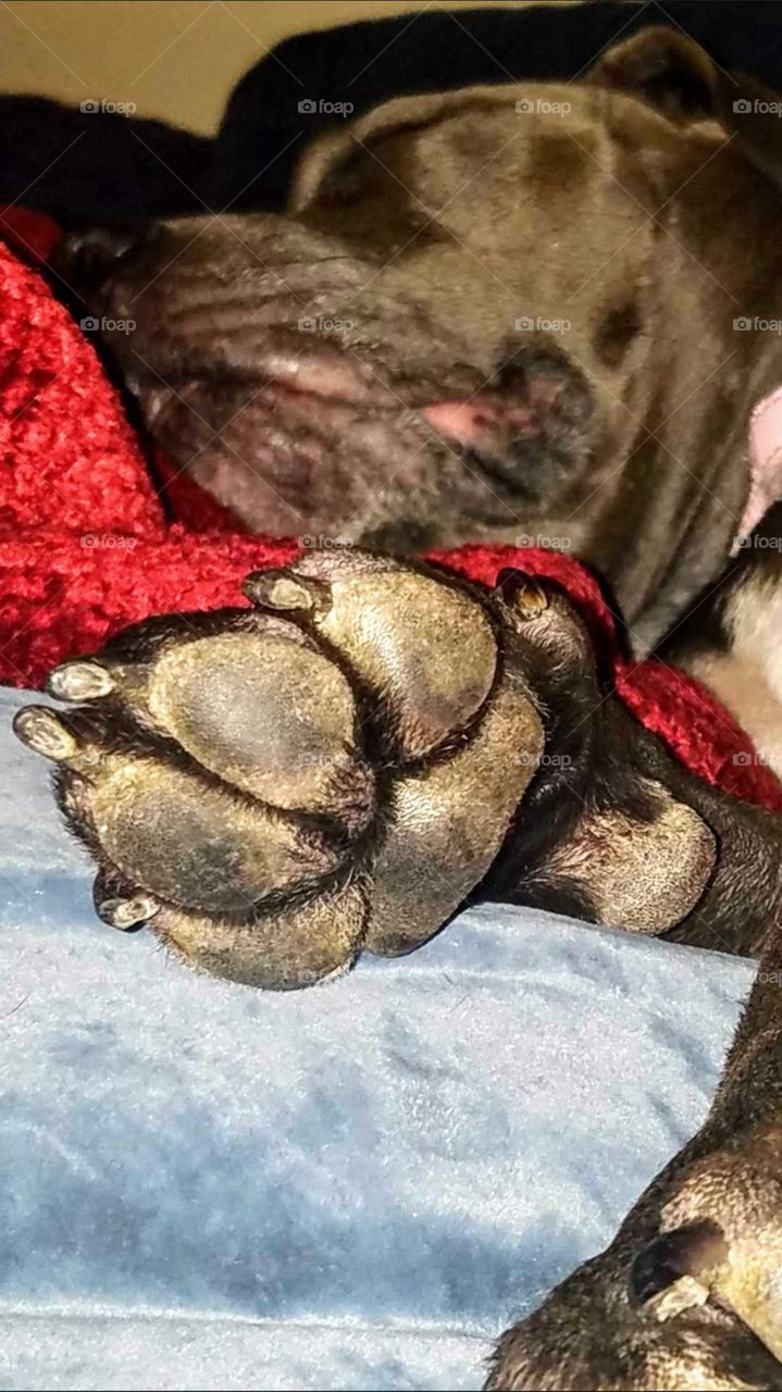 Big gray dog sleeping with its huge foot