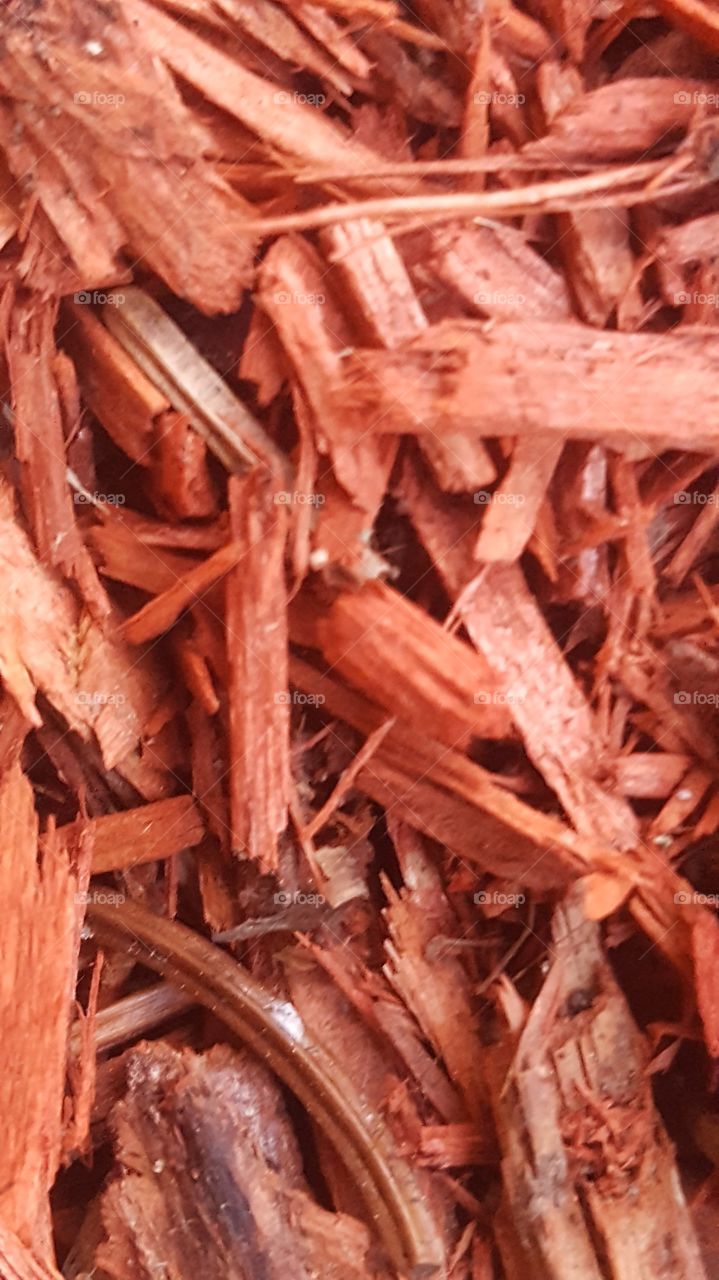 red bark