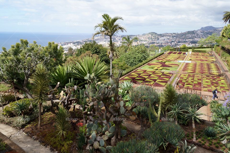 Jardin botanique de Funchal (Madère)
