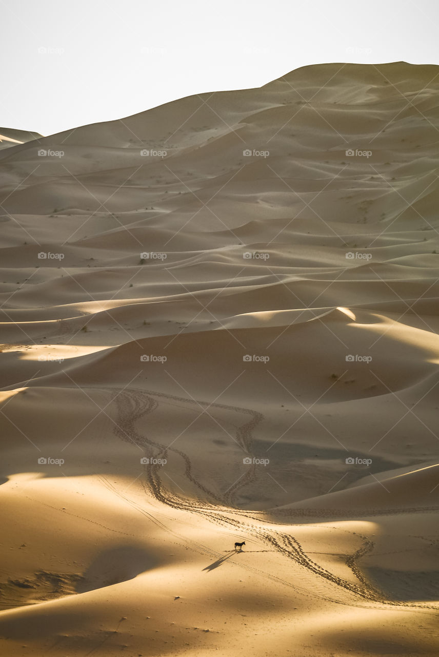 Lonely donkey in the Sahara 