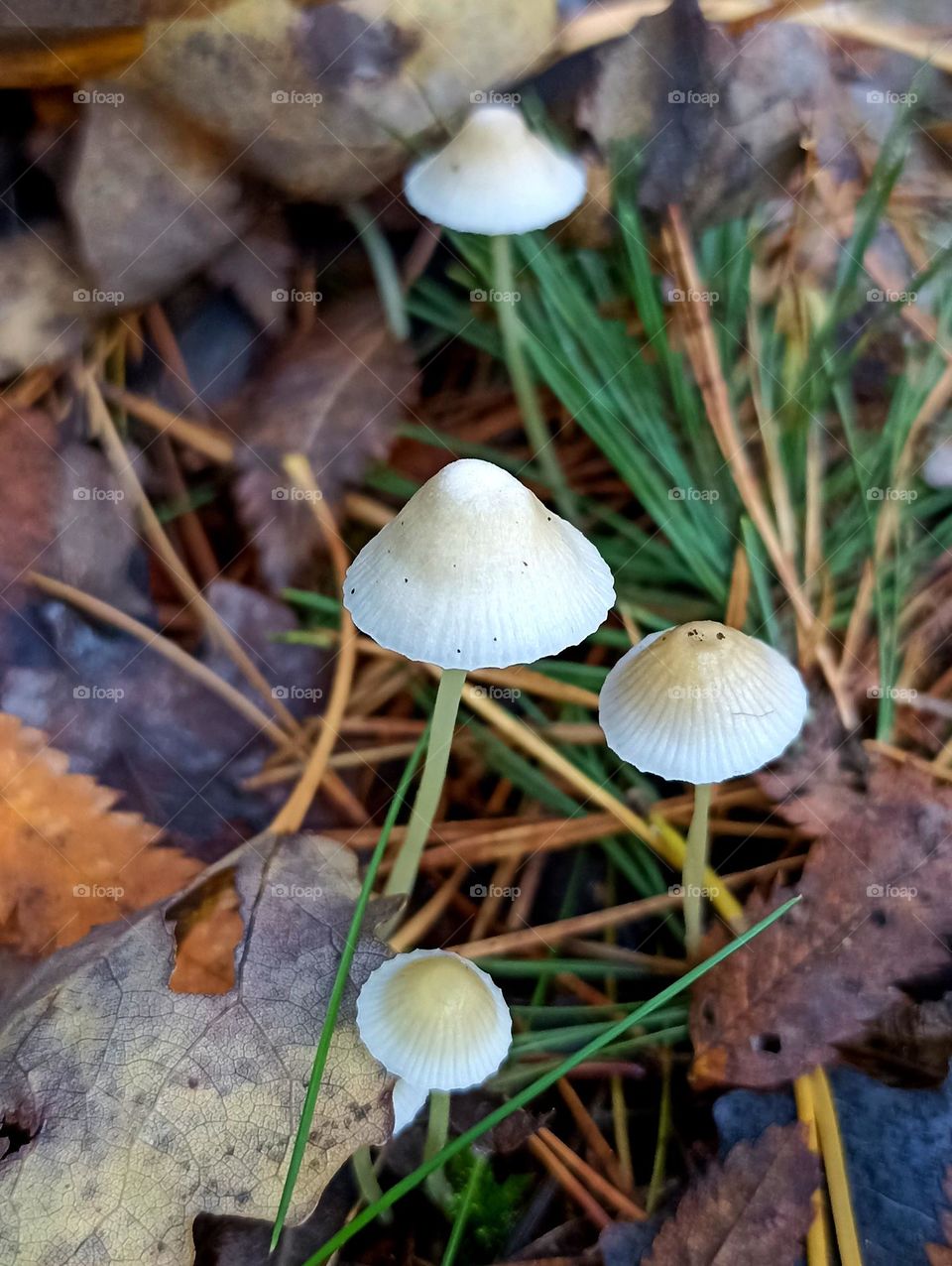 beautiful mistic mushrooms autumn time