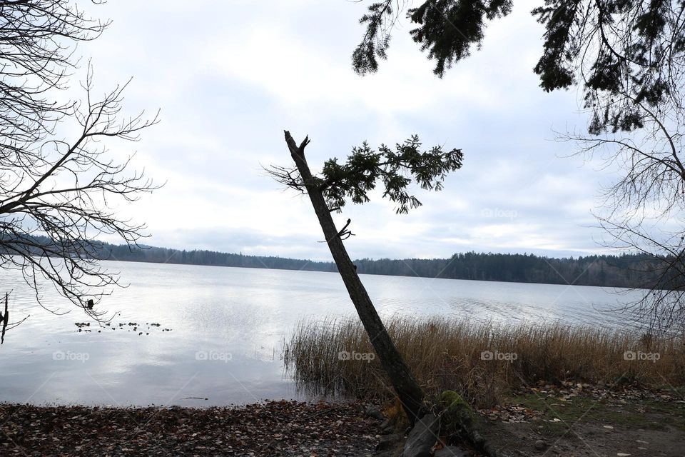 Tree  by the lake 