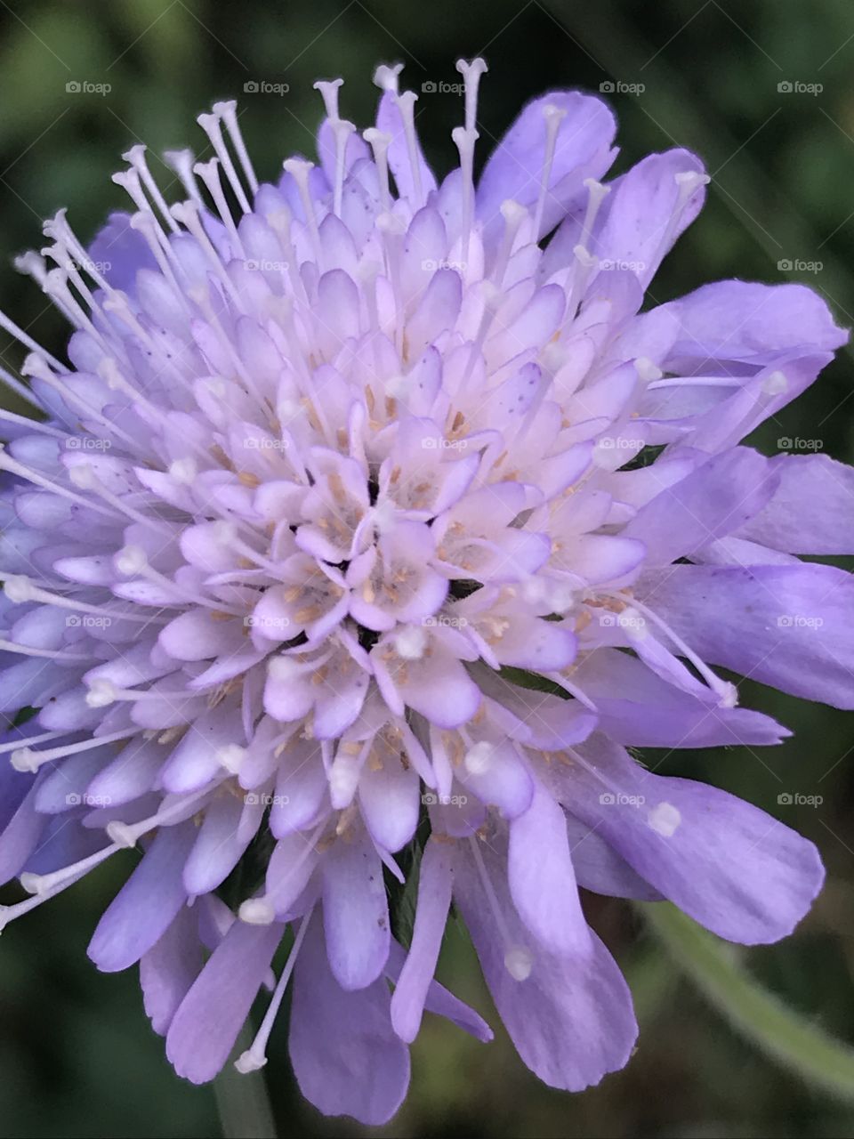 Closeup delicate purple flower.