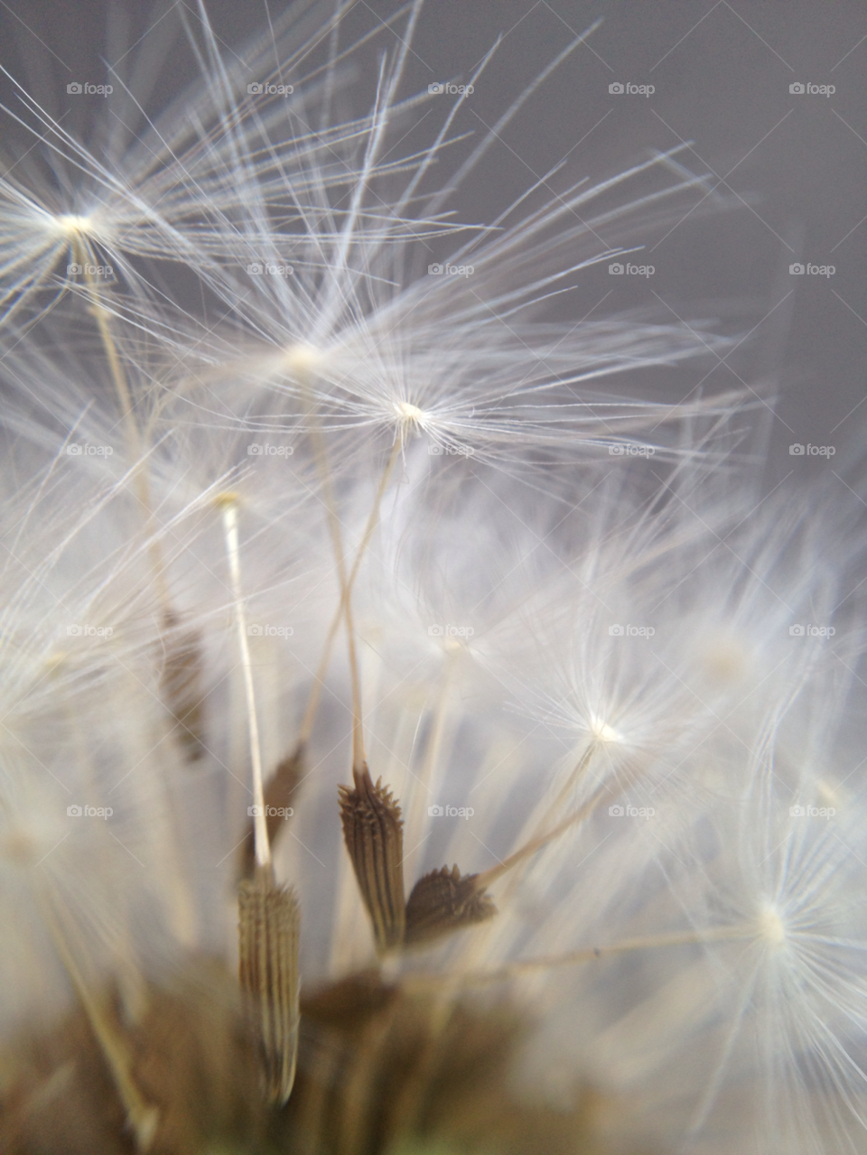 nature pretty dandelion flower by Elina