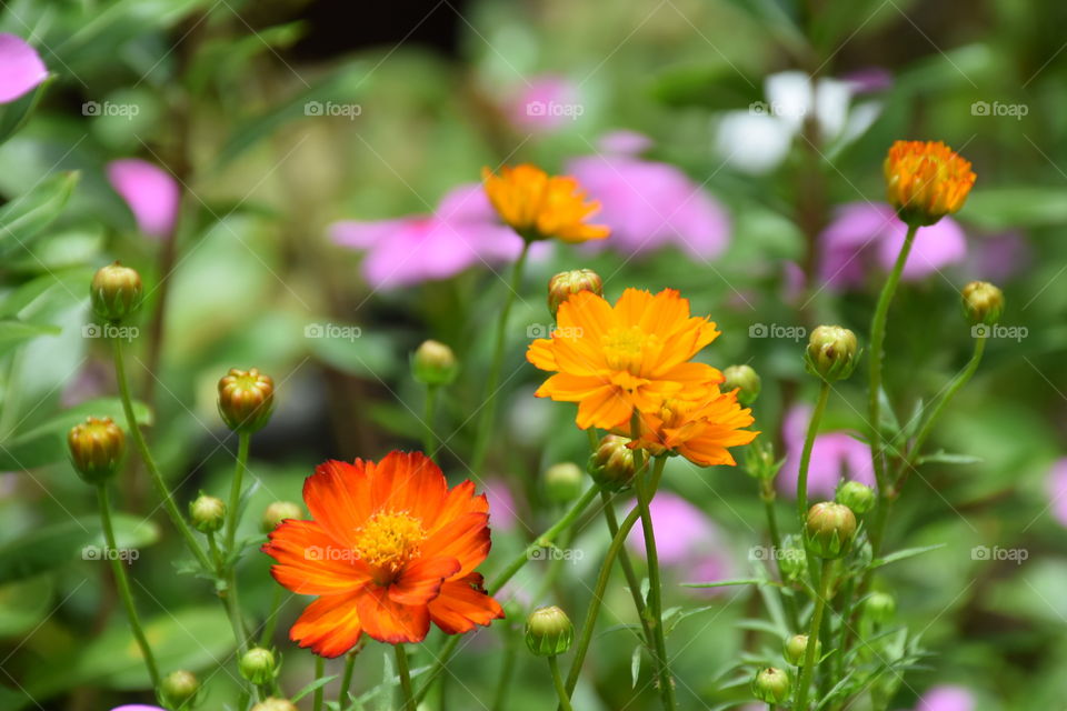 Yellow cosmos. In. Th garden