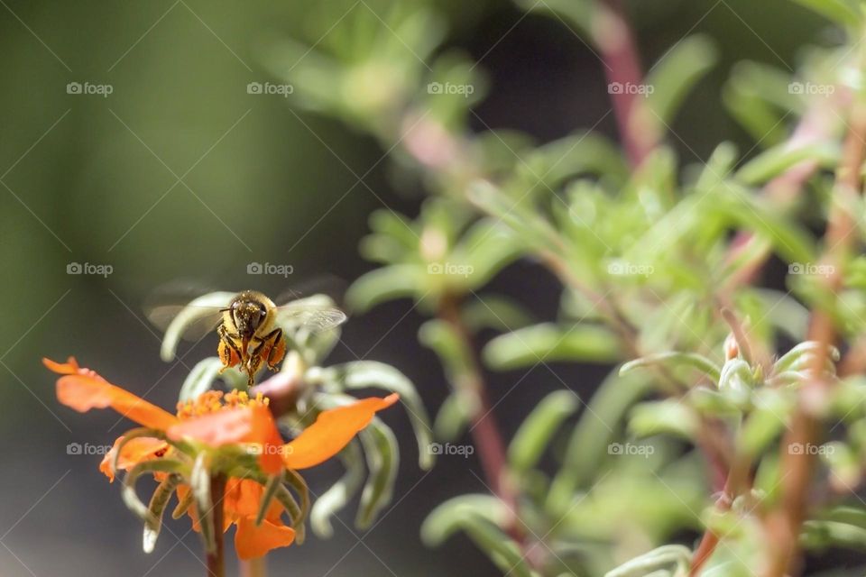 Bee collecting pollen from the flowers 