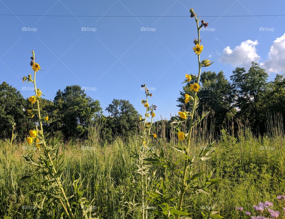 Happy sunflowers