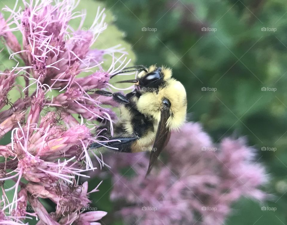 Gorgeous closeup photo of bee getting nectar from purple plant. Look at the soft yellow and black fur on his body!