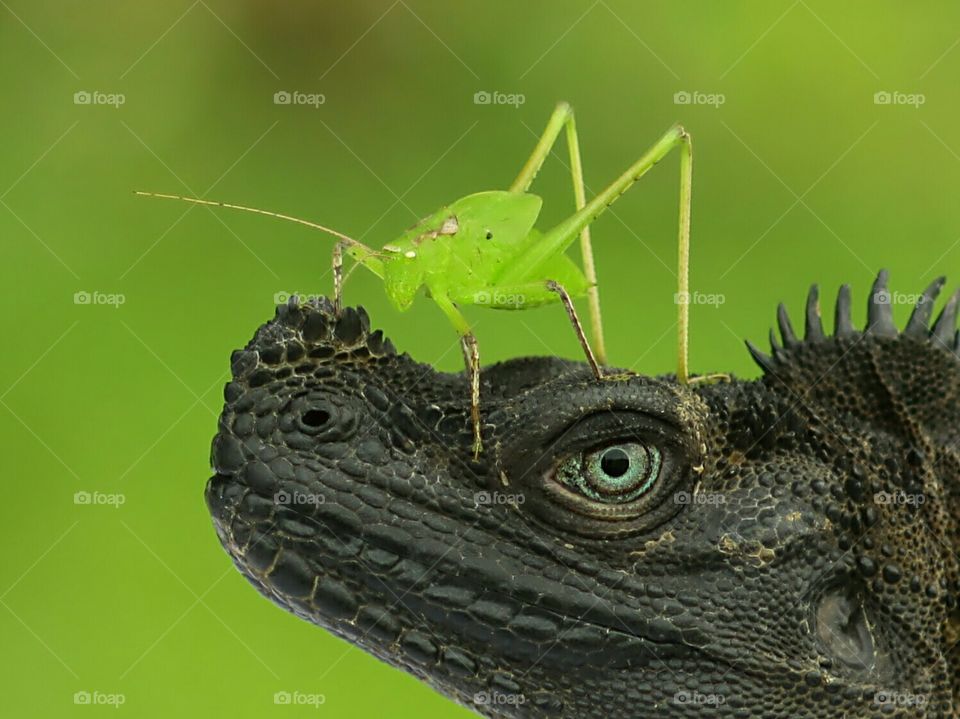 Strong Bond Relationship
Sailfin Dragon and Grasshopper