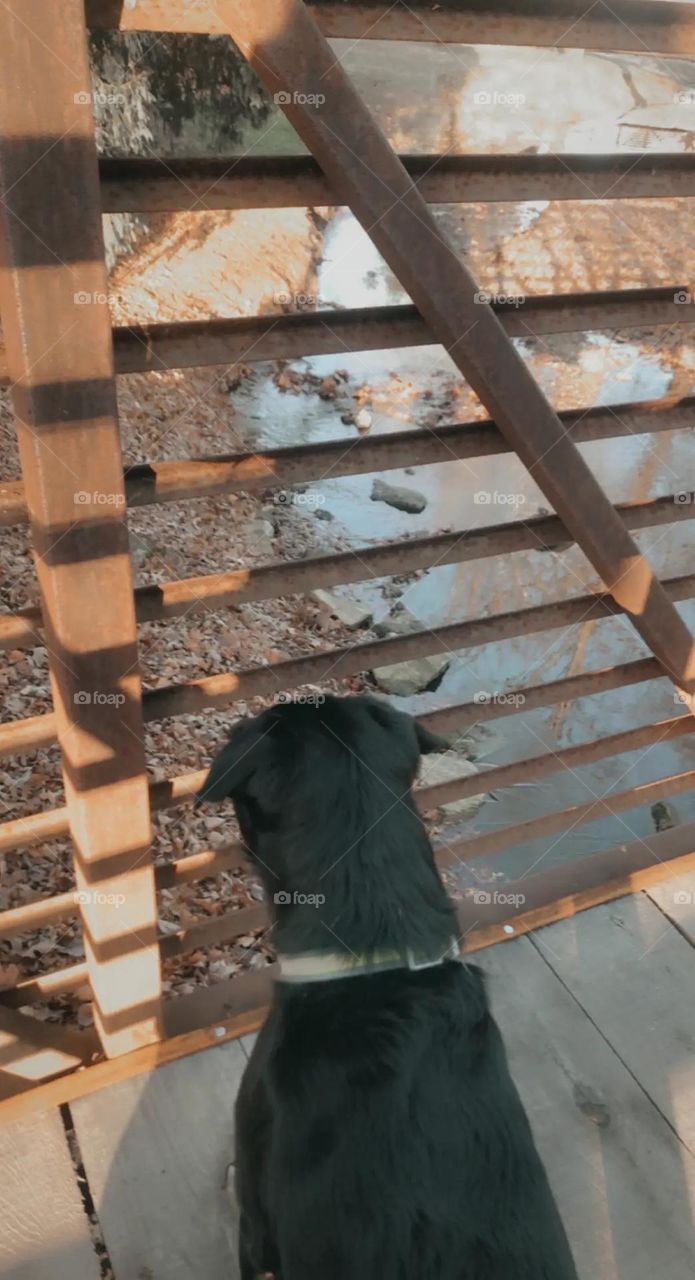 Bridge with dog peaking over the edge