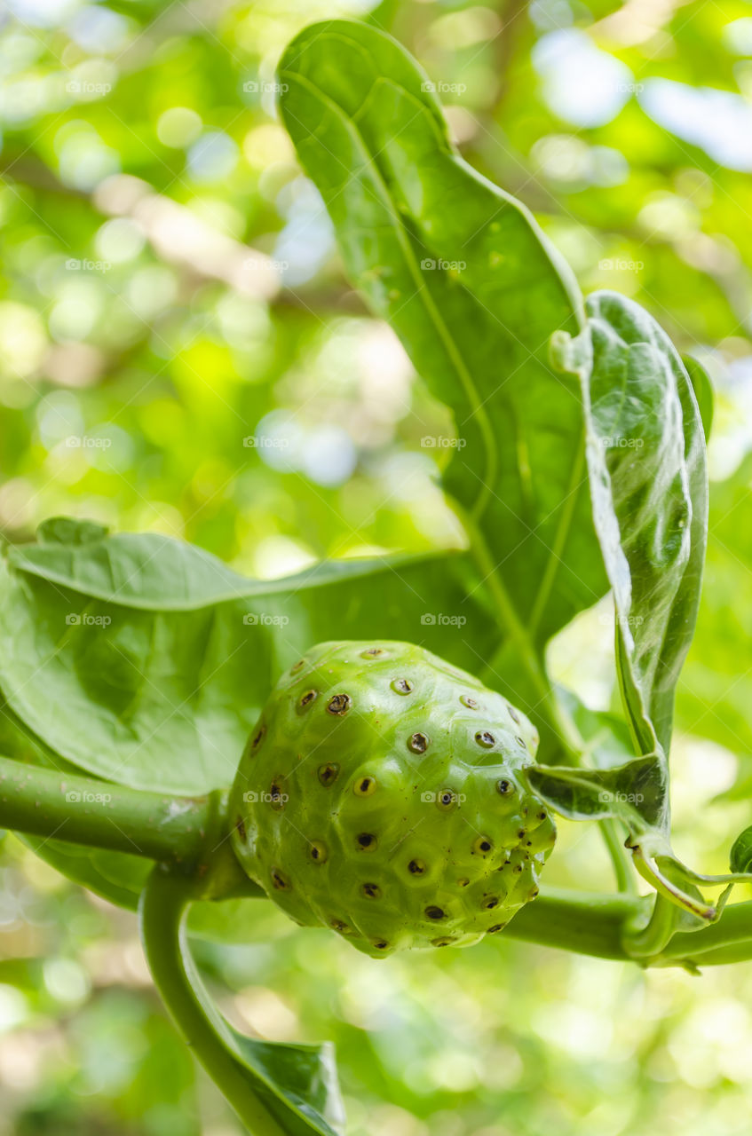 Unripe Noni Fruit On Branch