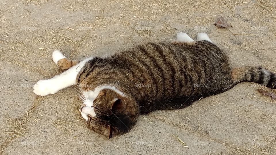 Animal, Mammal, Nature, Cute, Cat