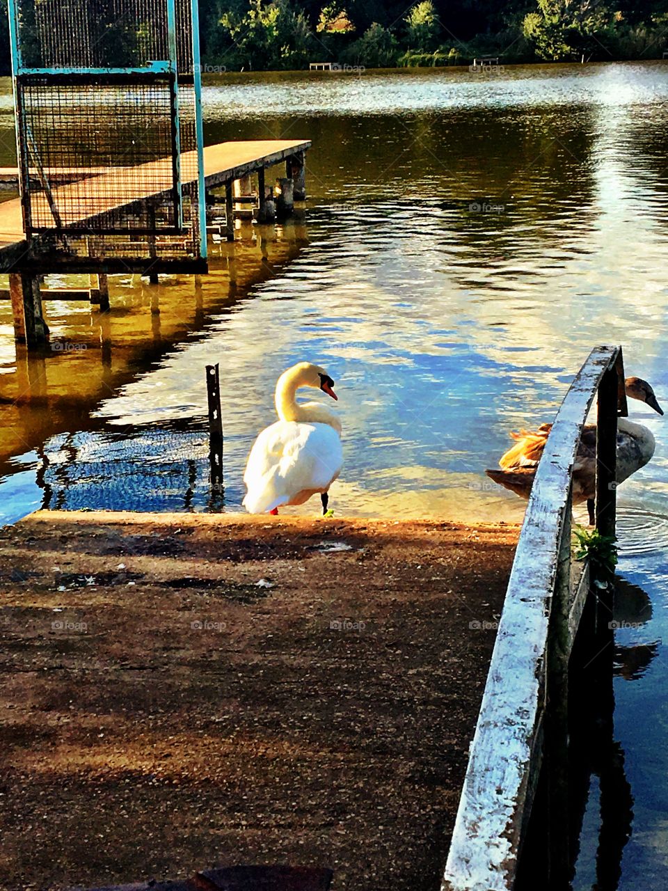 Two swans beside the water