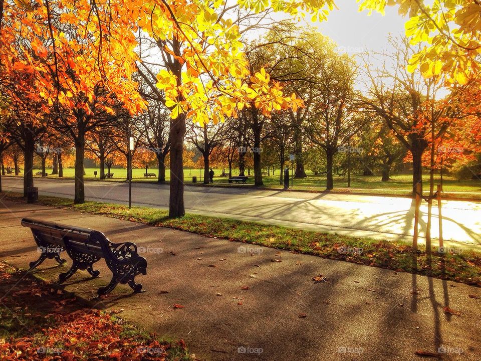 Autumn trees