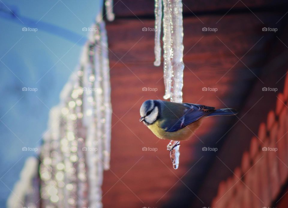 tit sits on an icicle