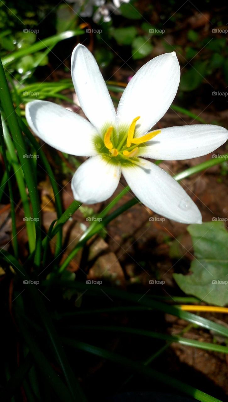 naturelove, beautiful flowers, lovely, colourful, drak picture white flowers
