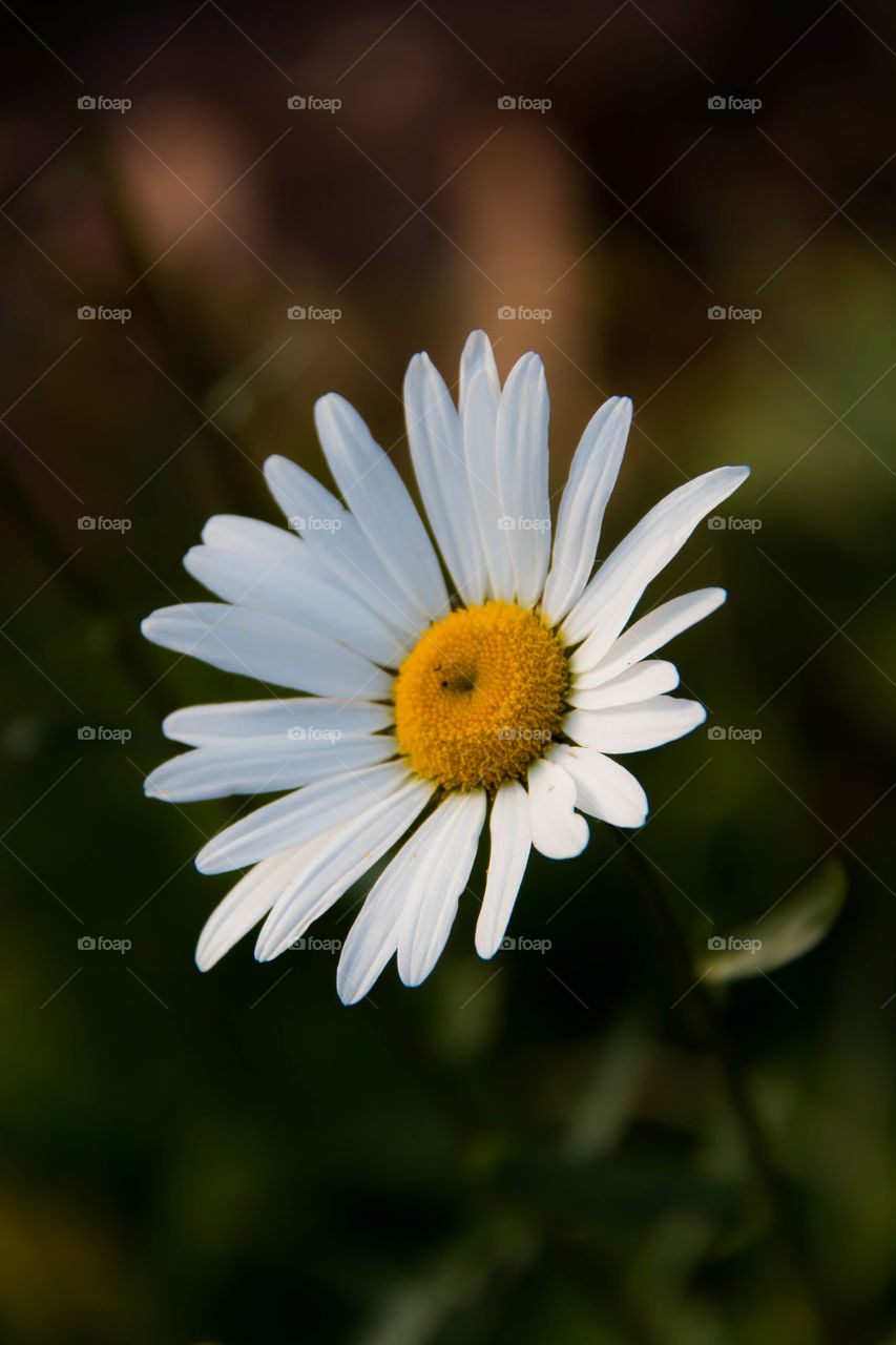 Single Daisy