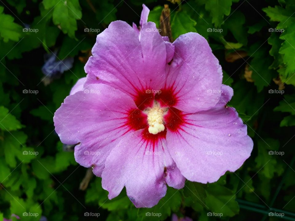 Pink colour flower in blossom