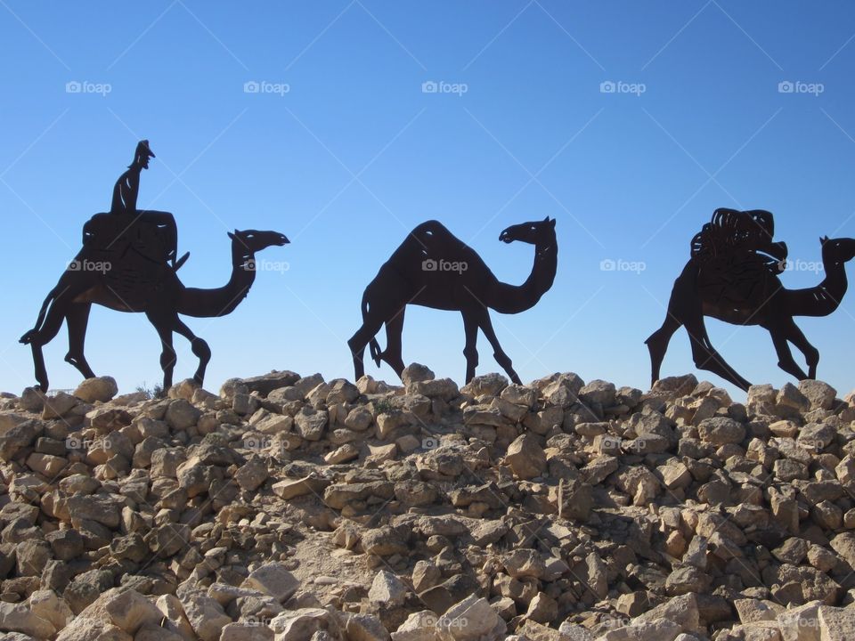 Camels