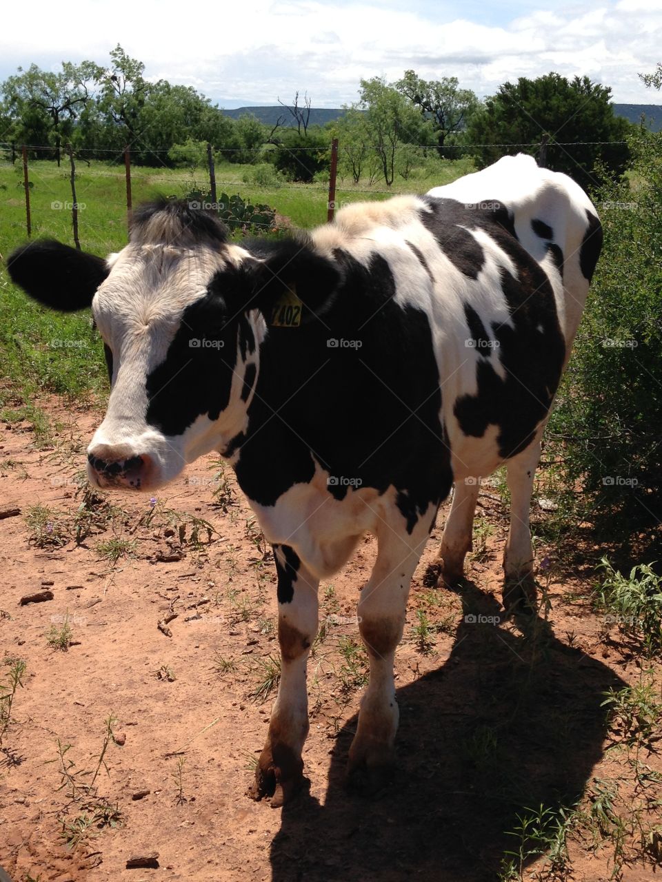 Got milk?. Dairy cow