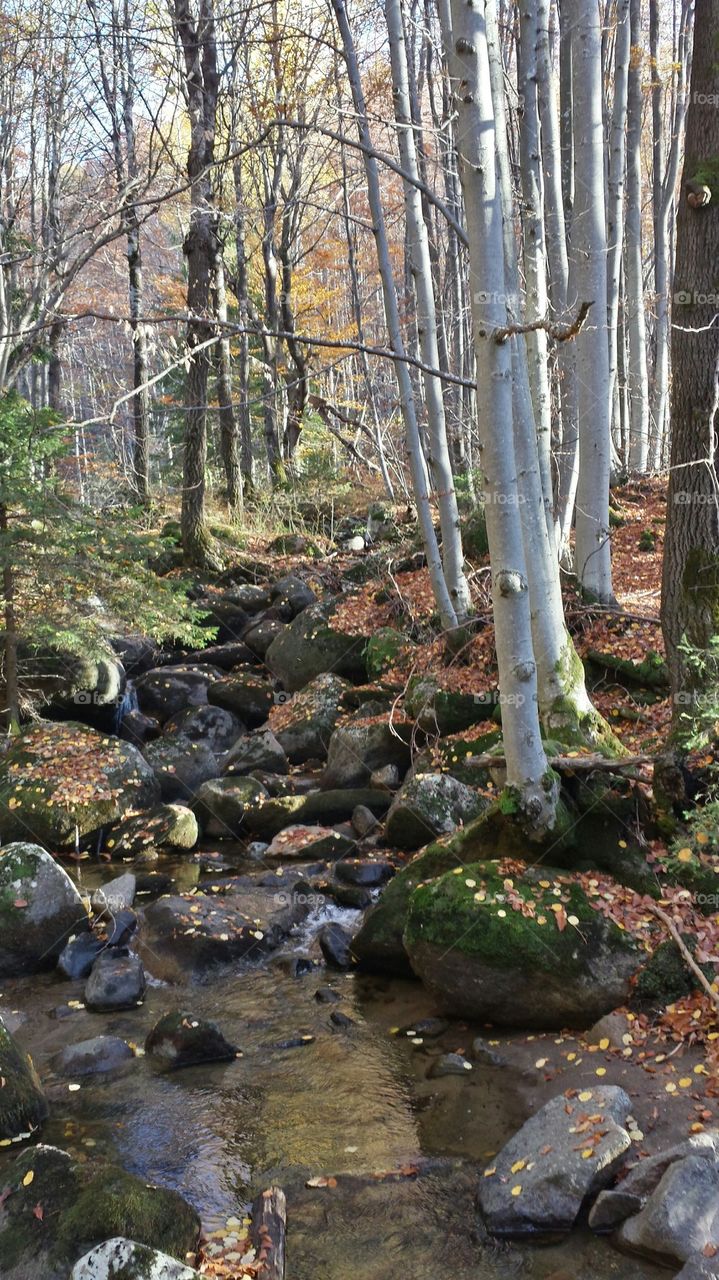 Autumn in the forest