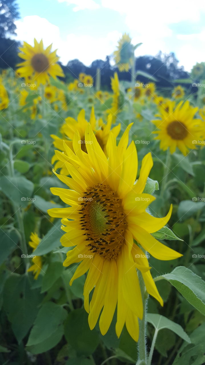 sunflower closeup