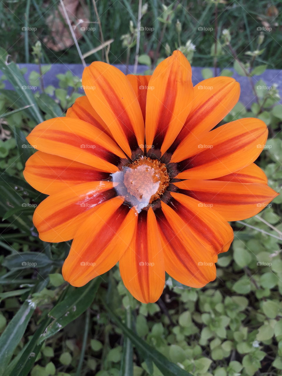 orange flower's tear