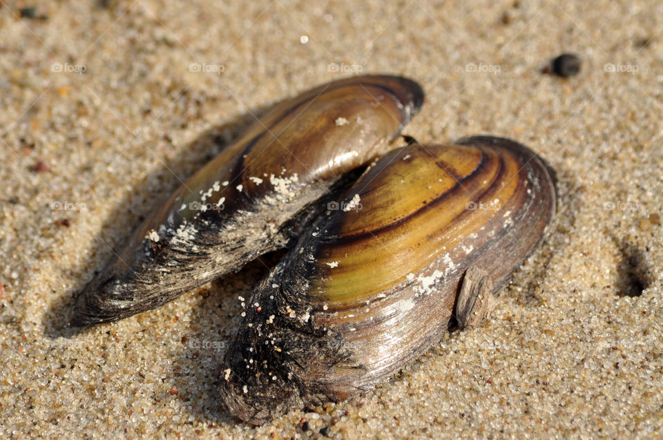 seashell on the beach of the Baltic sea coast in Poland