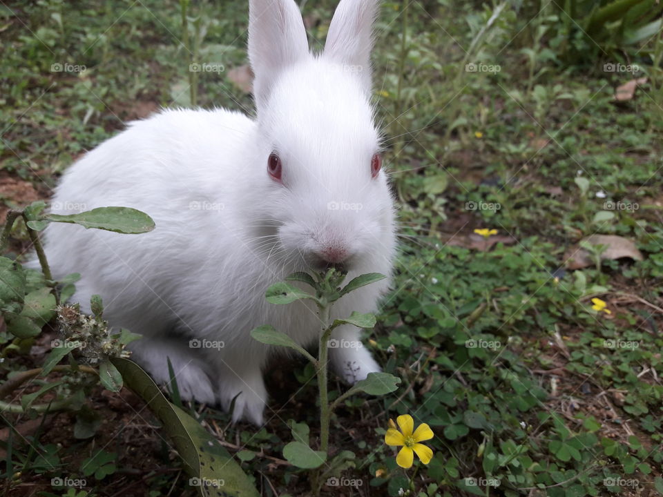 Lil bunny munching on lil plants