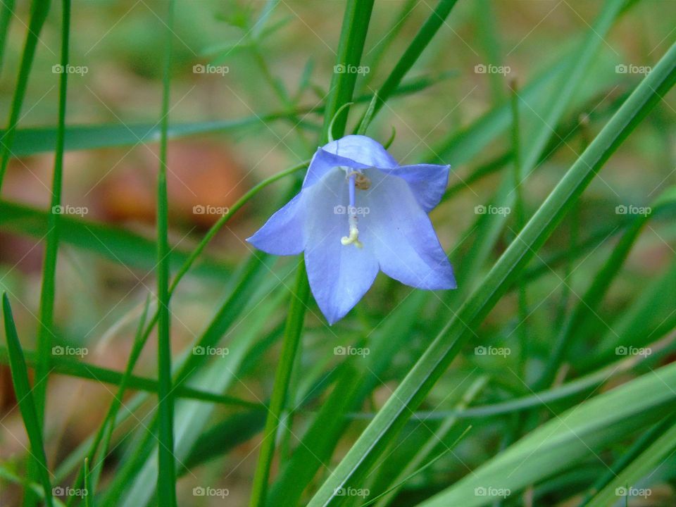 Campanula rotundifolia, the harebell, Scottish bluebell, delicate flower