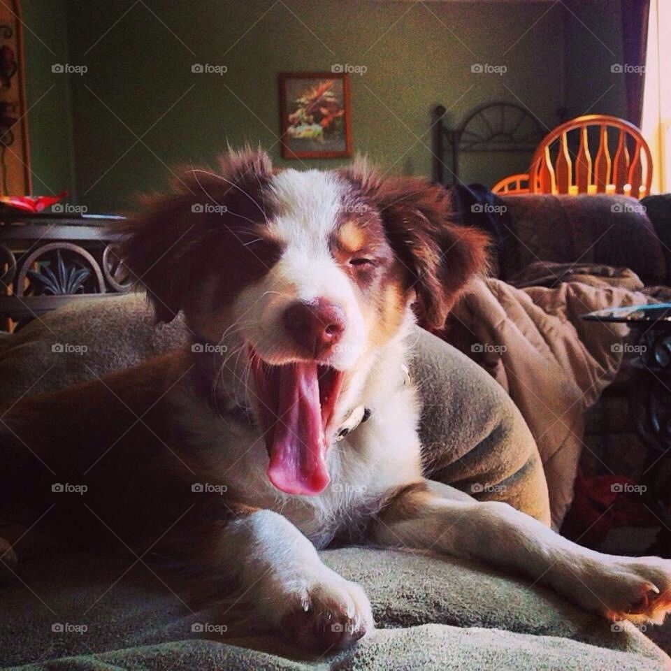 The Yawn