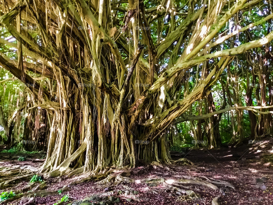 Banyan tree near Rainbow Falls