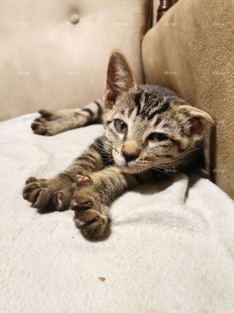 Kitten waking up after a nap