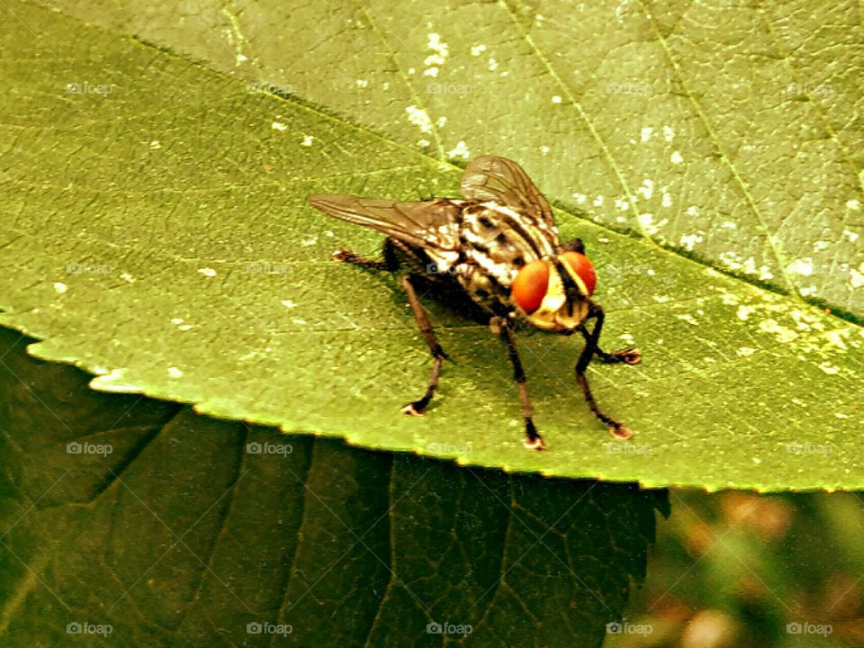 insect, detachment webbed-winged,fly on a leaf