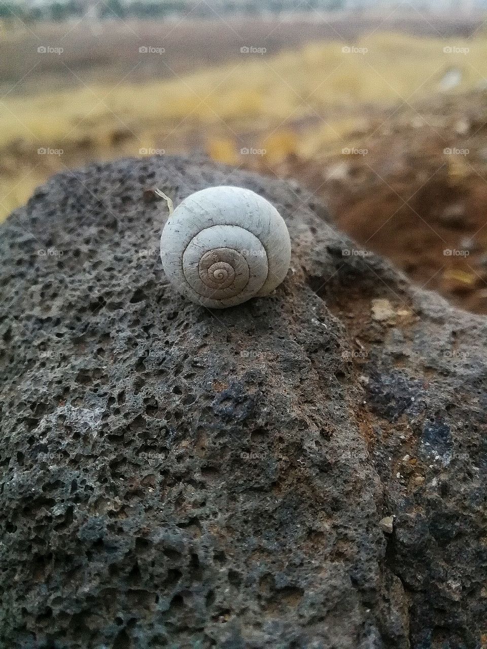 Snail