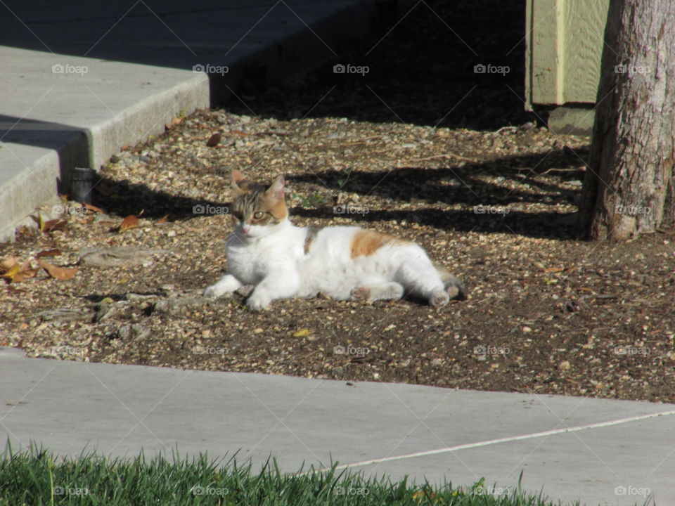 basking in the Sun. I even enjoy taking pictures at work