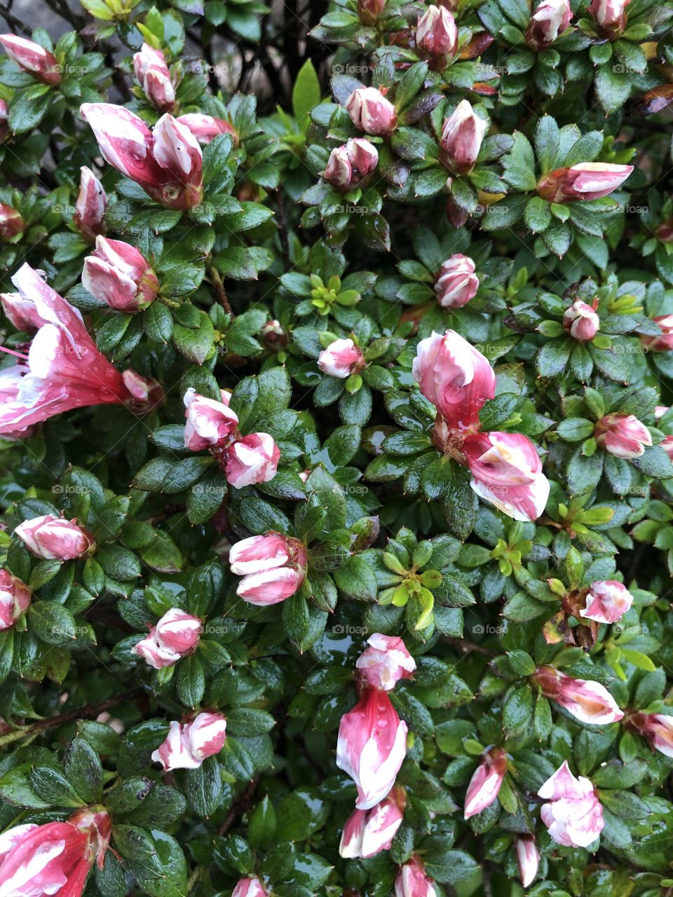 A large array of pink flowers looking stunning after a large dose of rain yesterday.