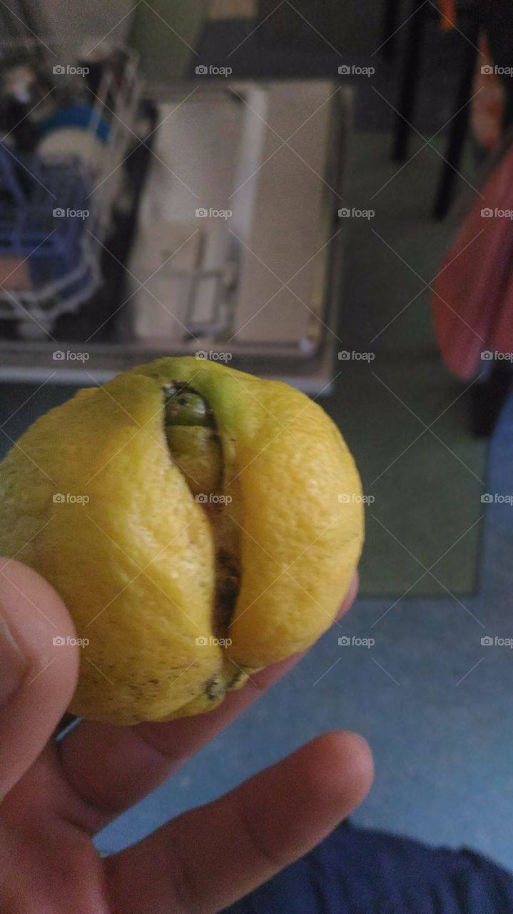 Very Intrigant Lemon
